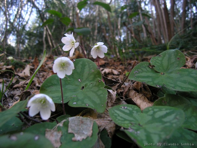 Scilla bifolia ed Hepatica nobilis albine